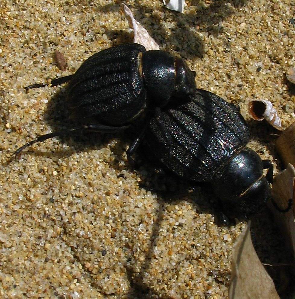 Coleoptera: Pimelia bipunctata?